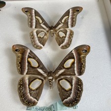 Entomologie*Epiphora