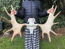 Großes kapitales Elchgeweih, Schaufelelch, Skandinavien!