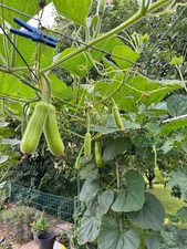 Flaschenkürbis Samen –