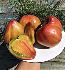 Samen tomate taiga sehr - "taiga",