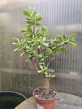 Bonsai Crassula ovata