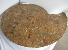 Ammonit sehr groß , Durchmesser 100 cm, geschliffen und poliert