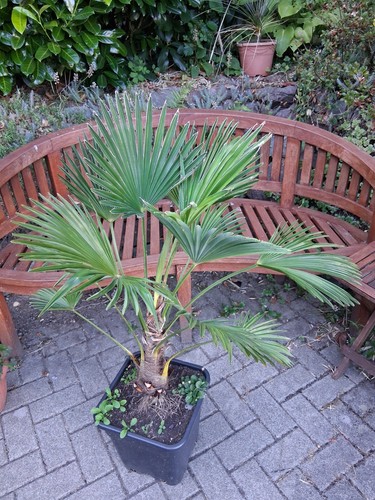 Trachycarpus wagnerianus - x,