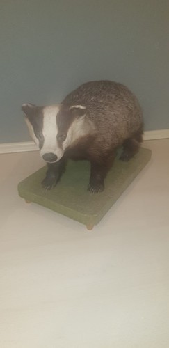 Dachs tierpräparat - tierpräparat,