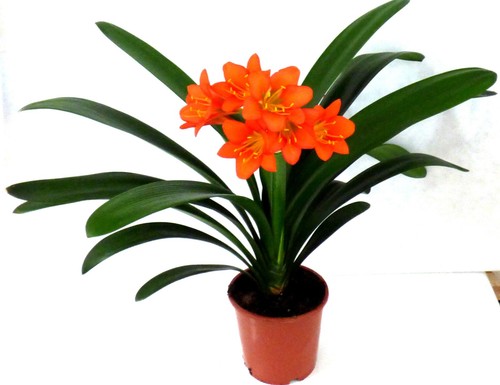 Klivie clivia riemenblatt - -,