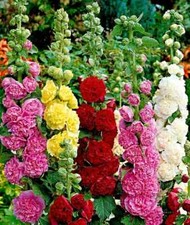 Stockrose samen bauernrose - stockrose, samen,