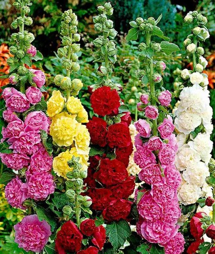 Stockrose samen bauernrose - stockrose, samen,