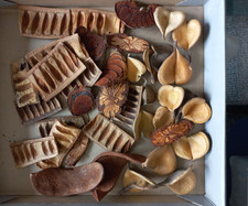 Trockenfrüchte Schalen Deko Basteln Konvolut Floristik