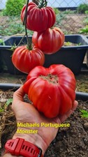 Michael’s Portuguese Monster  Португальский Монстр Майкла Tomatensamen Saatgut