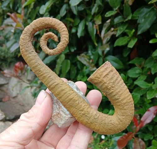 Fossil ancyloceras ammonit - fossil,