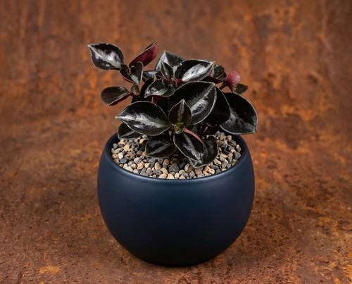 Peperomia columbiana metallica