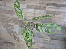 Monstera adansonii indonesien - adansonii,