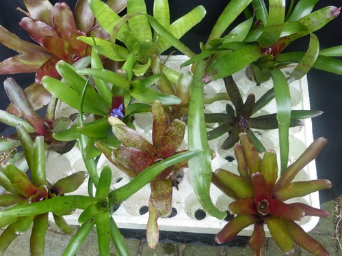 Bromelien sortiment ableger - sortiment,,