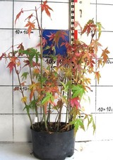 Pre-Bonsai    Acer palmatum / japanischer Fächerahorn,   Pflanzgruppe / Wäldchen