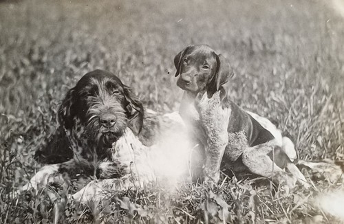 Irish english setter - irish, mit