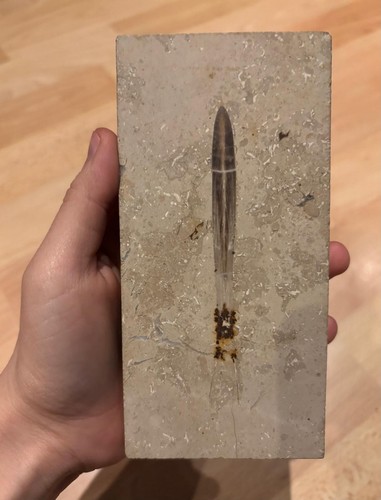 Belemnit solnhofen fossil - belemnit,