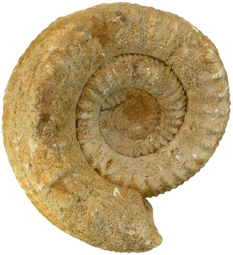 Dogger teloceras cf - ,