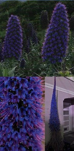 Blauer riesen natternkopf - blauer, riesen-natternkopf