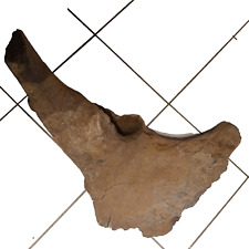 Mammut Hüftknochen - Mammuthüftknochen - Fossil - Eiszeit