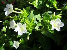 Wunderblume Mirabilis Jalapa 25 Samen rein weiß aus Ernte 2024