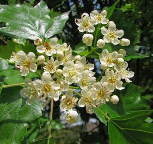 Elsbeere 100 125cm sorbus - elsbeere,