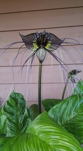 8000710 fledermaus blume - 8000710,