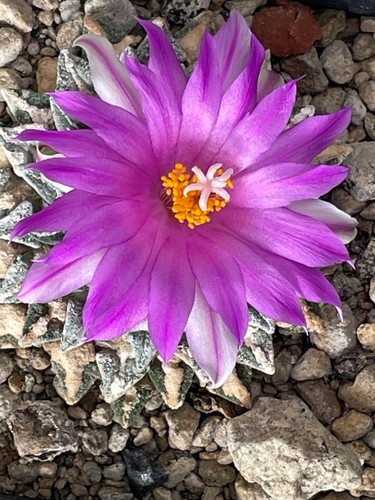Ariocarpus kotschoubeyanus - , in