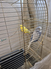 Vogelkäfig metall gold für - metall,