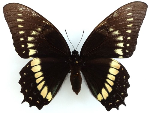 Papilio menatius coroebus - menatius,