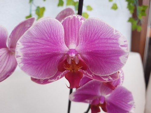 Phalaenopsis orchidee rarität - orchidee,