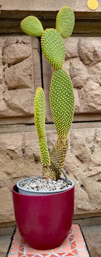 Opuntia microdasys pallida