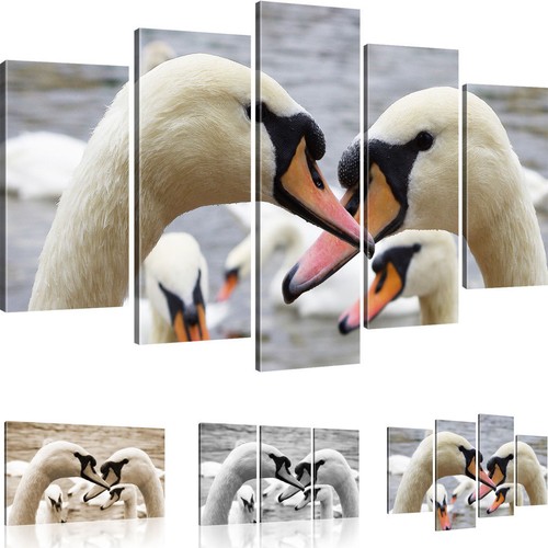 Bilder schwäne kunstdruck auf - bilder,