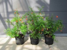 Punica granatum 'NANA' -