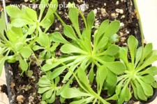 Fleischfressende Pflanze