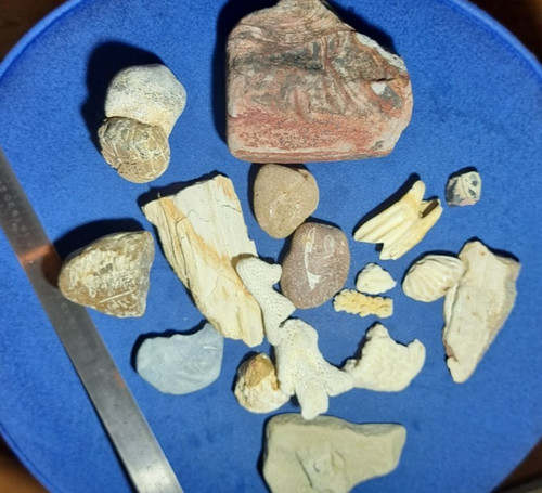 Fossilien:versteinerter