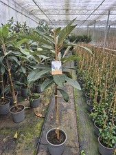 Japanische Mispel Eriobotrya