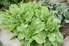 Spargelsalat ‚Chinesische Keule‘ Celtuce Chinese Lettuce - ökologischer Anbau