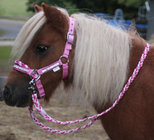 Minishetty trense reithalfter - minishetty,