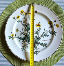 Botanica speiseteller 26 - ,