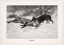 Abgewürgt Jagdbild Reinecke