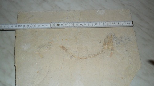 Versteinerungen fossilien - versteinerungen,