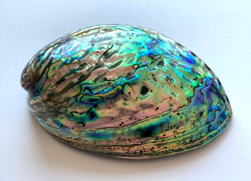 Große paua abalone perlmutt - große,