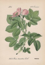 Filz-Rose (Rosa tomentosa)