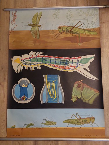 Lehrtafel zoologie - lehrtafel,
