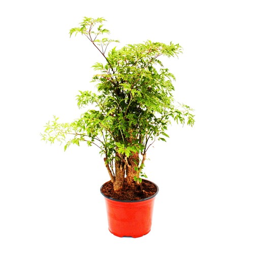 Fiederaralie polyscias - fiederaralie,
