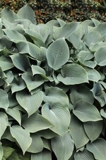 Hosta sieboldiana 'Elegans', Blaublatt-Funkie, 3-5 Liter Container
