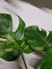 Monstera aurea variegata - monstera,