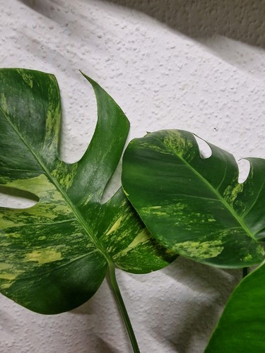 Monstera aurea variegata - monstera,