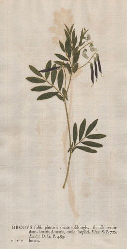 Orobus wicken bitter vetch - orobus,