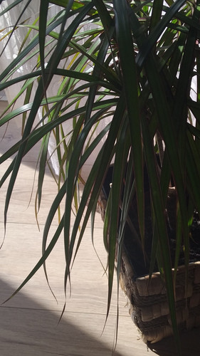Dracaena aloe vera im topf - vera,